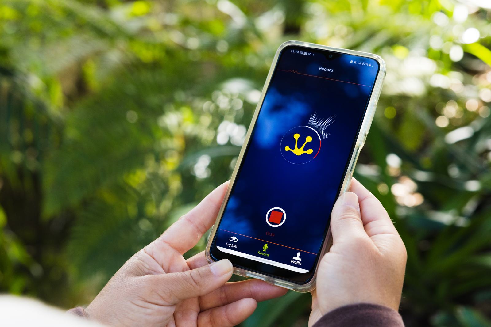 Person holding a smartphone displaying the FrogID app while recording a frog call.