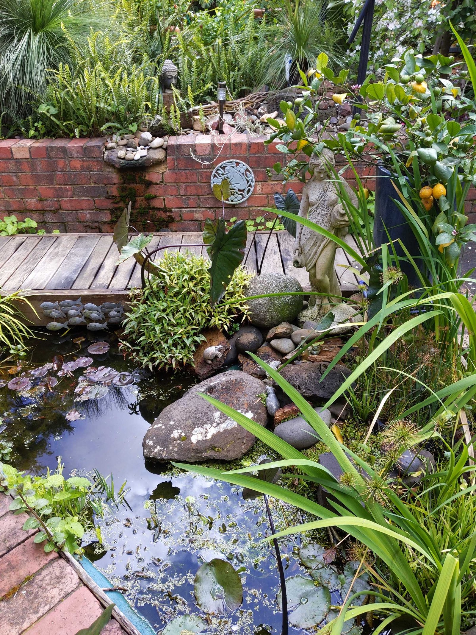 Frog pond by Gregory P. in Victoria, where a Brown Tree Frog was recorded with FrogID.