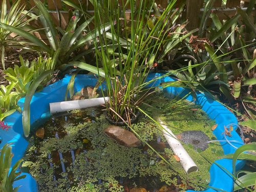 Frog pond by April G. in Queensland, where a Tusked Frog was recorded with FrogID.