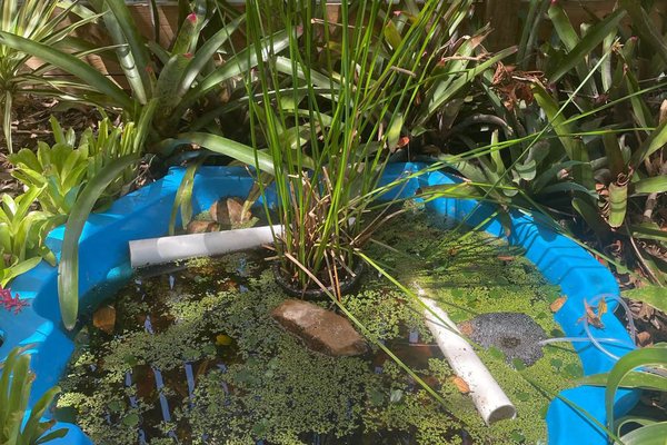 Frog pond by April G. in Queensland, where a Tusked Frog was recorded with FrogID.