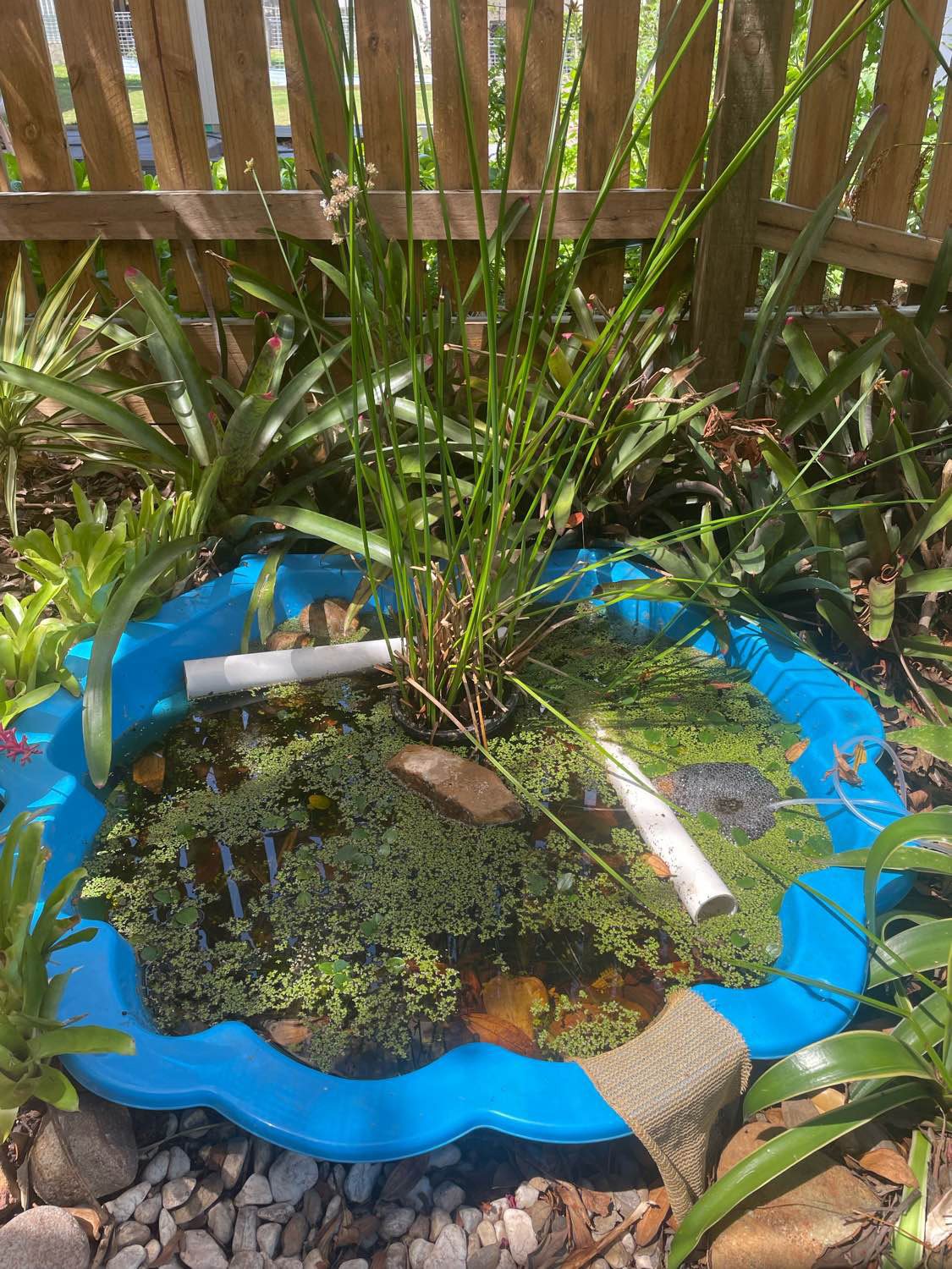 Frog pond by April G. in Queensland, where a Tusked Frog was recorded with FrogID.