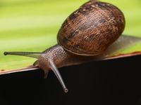 Garden Snail (Cornu aspersum)
