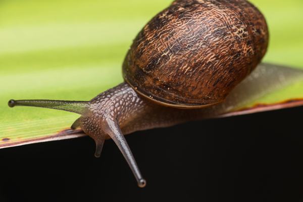 Garden Snail (Cornu aspersum)