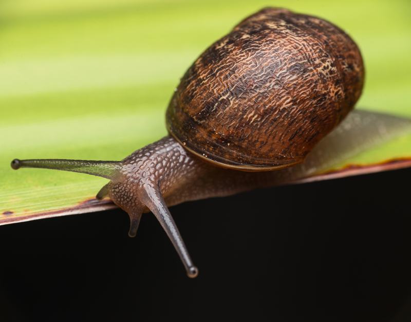 Garden Snail (Cornu aspersum)