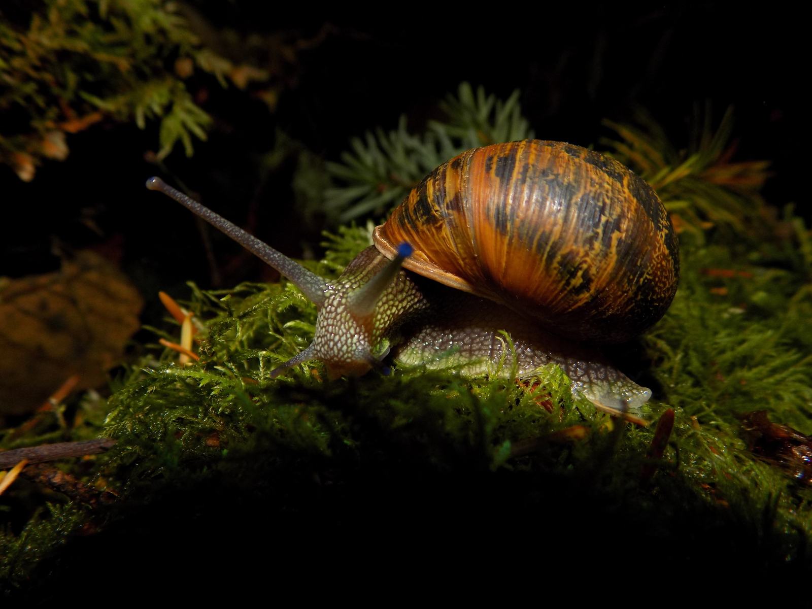 Garden Snail resting on green moss, showing its large body and antennae.