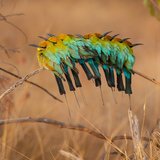 <i>2023 Australian Geographic Nature Photographer of the Year</i>
<p>
Animals in Nature: A Bee-eater Rainbow by Gary Meredith.