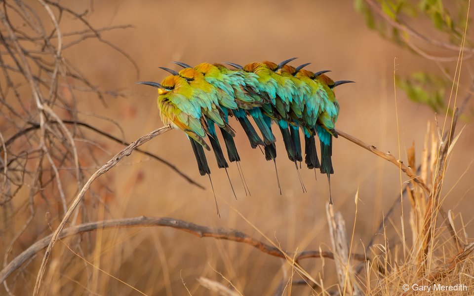 2023 AGNPY Animals in Nature: A Bee-eater Rainbow by Gary Meredith.