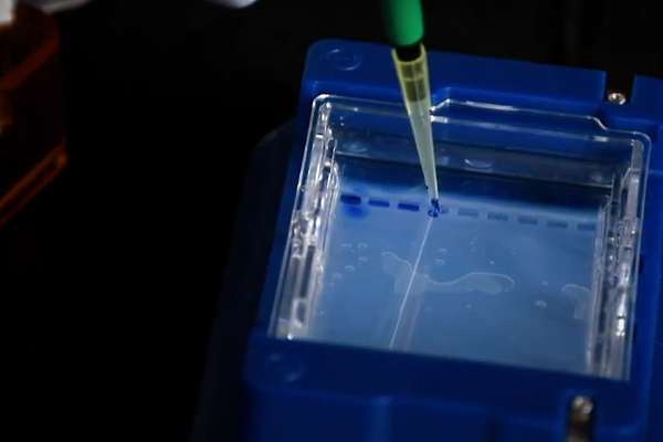 Gel electrophoresis video screenshot