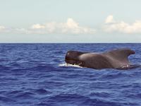Short-finned Pilot Whale, Globicephala macrorhynchus