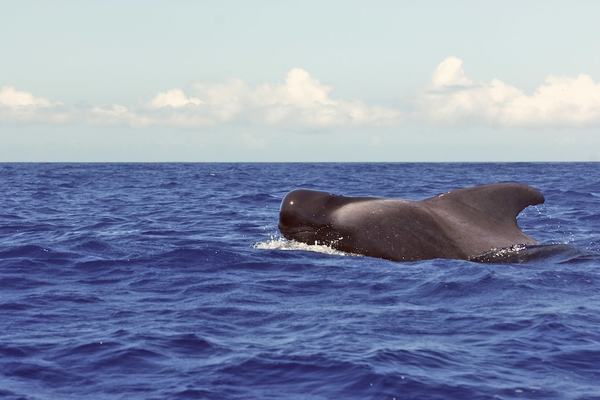 Short-finned Pilot Whale, Globicephala macrorhynchus