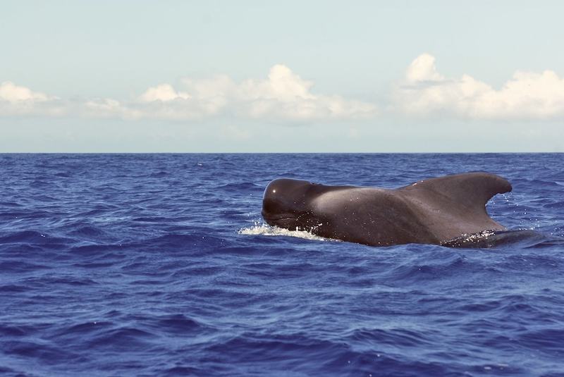 Short-finned Pilot Whale, Globicephala macrorhynchus
