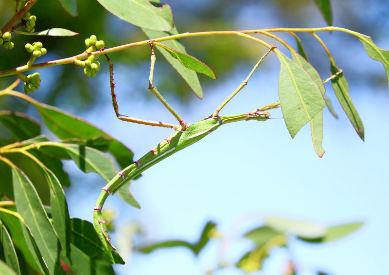 A Goliath stick insect camouflaged among green leaves and branches against a blue sky