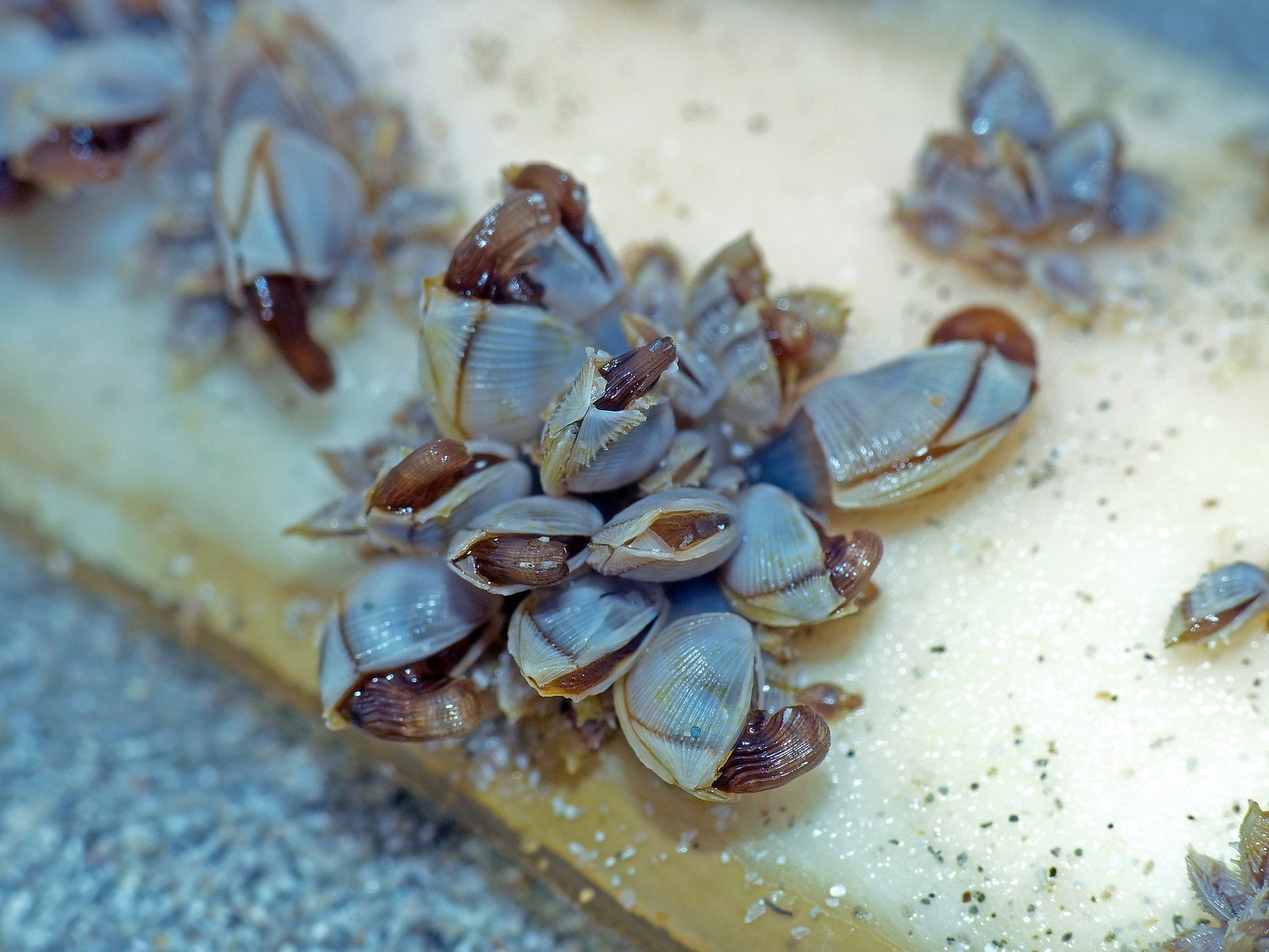 Goose Barnacles are filter-feeding crustaceans.