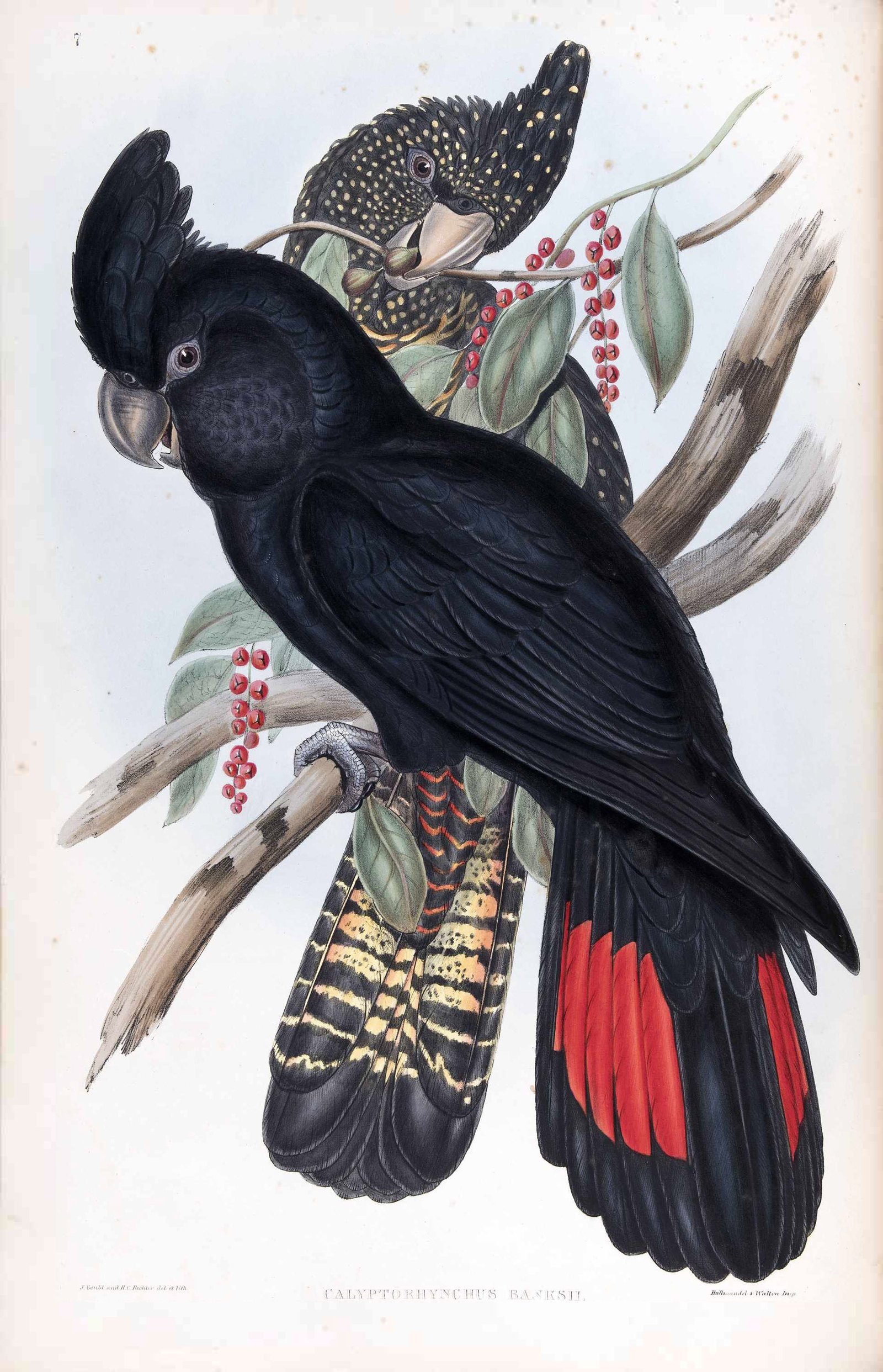 Illustrated male and female Banksian Cockatoo perched on branches with red berries and foliage