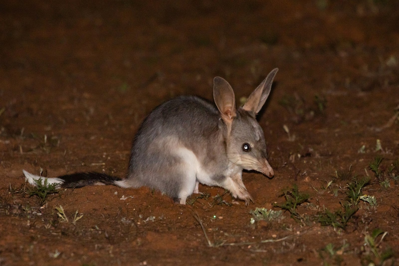 Greater Bilby, Macrotis lagotis