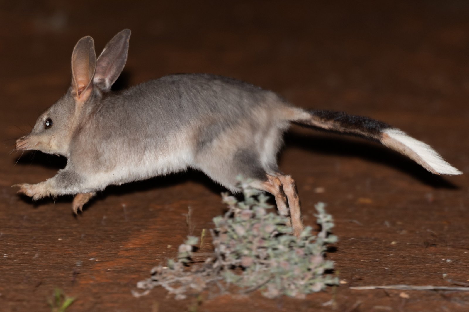 Greater Bilby, Macrotis lagotis