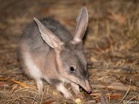 Greater Bilby, Macrotis lagotis