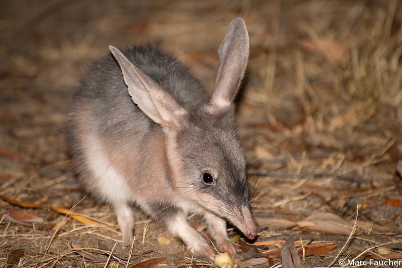 Greater Bilby, Macrotis lagotis
