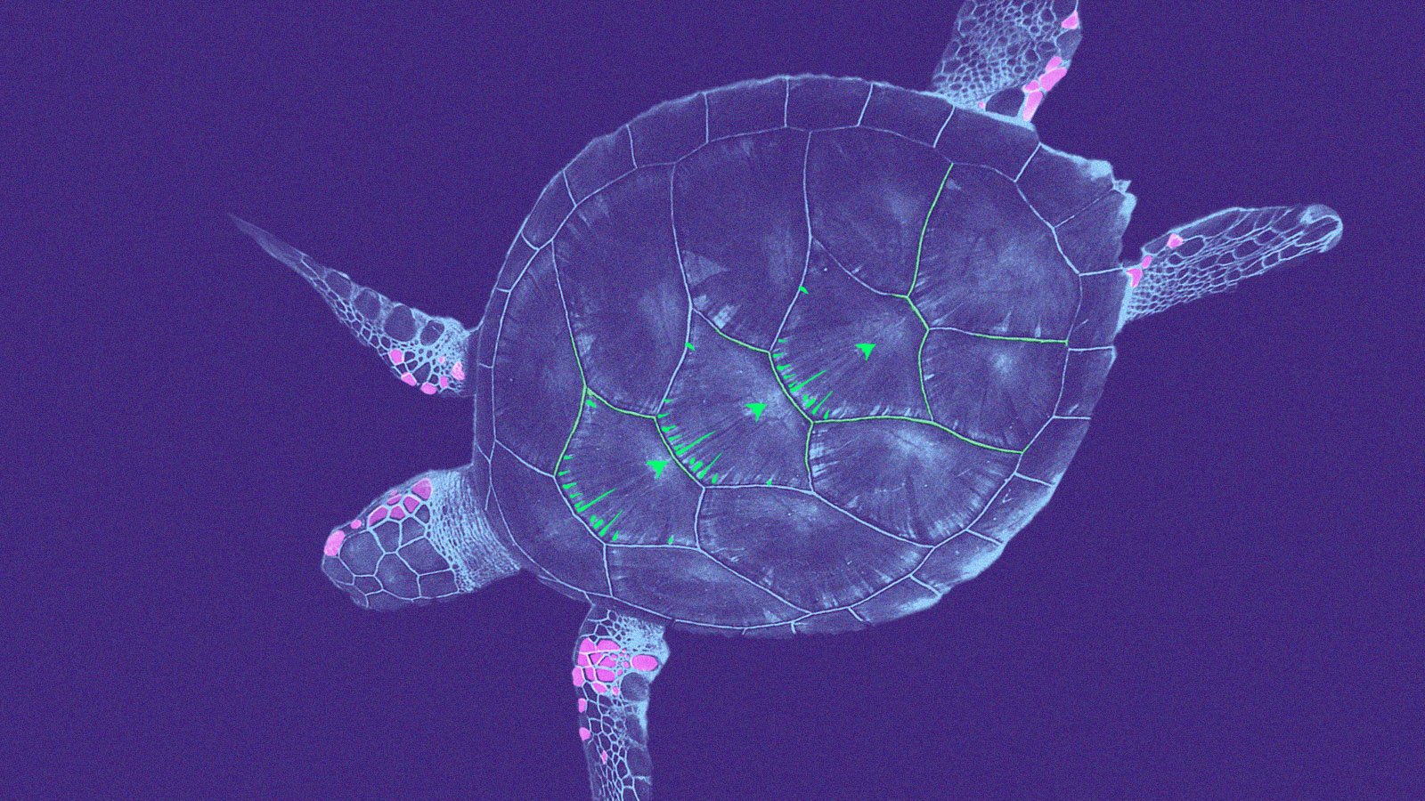 Nocturnal Worlds: Green Sea Turtle