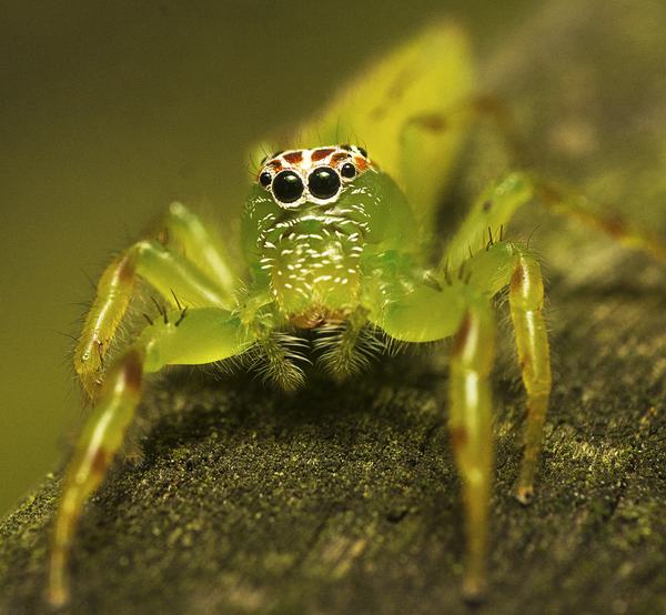 A vivid green jumping spider with large black eyes and an orange-and-white patterned face, standing on bark.