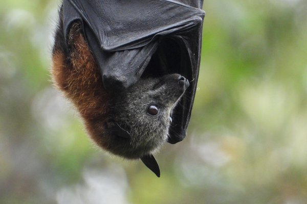 Grey-headed Flying-Fox, Pteropus poliocephalus