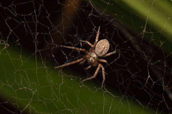 A brown spider with a mottled grey oval abdomen and long banded legs, sitting in a dense, irregular web against a dark and green backdrop.