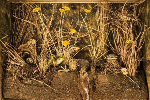 Habitat diorama - Education