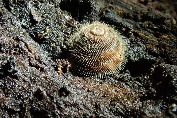 Norfolk Island Hairy Snail viewed from above resting on a piece of rock.