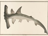 Winghead Shark, William Farquhar Collection of Natural History Drawings from National Museum of Singapore.