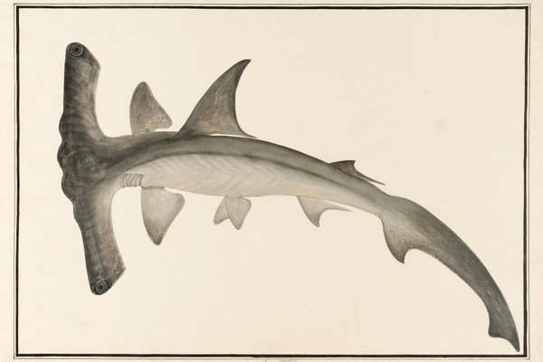 Winghead Shark, William Farquhar Collection of Natural History Drawings from National Museum of Singapore.