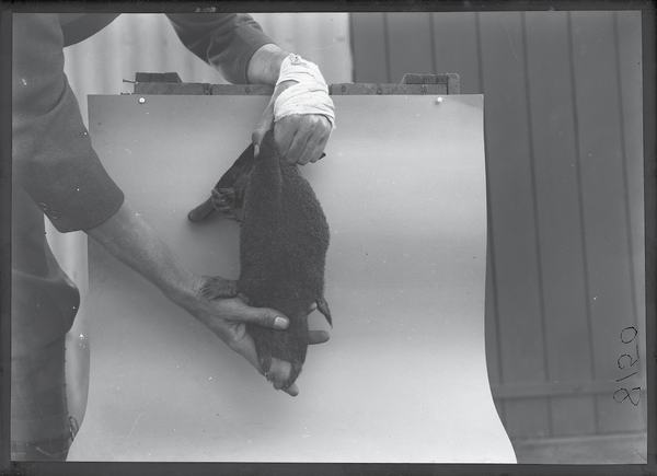 Male platypus being held to display the spur on its hind leg.