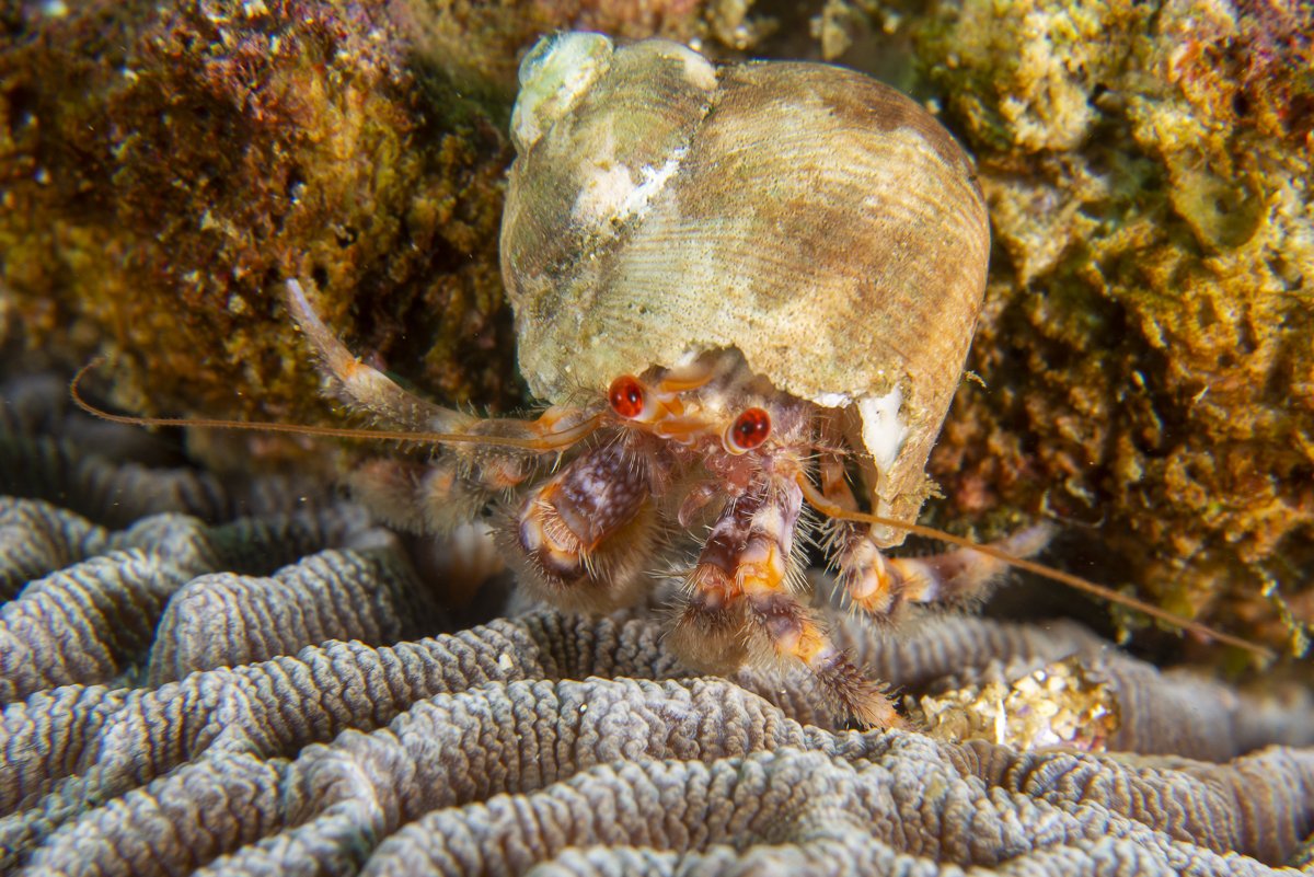 Hermit Crabs live in shells for protection