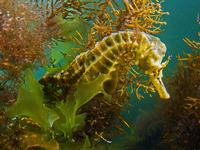 Potbelly Seahorse, Hippocampus bleekeri