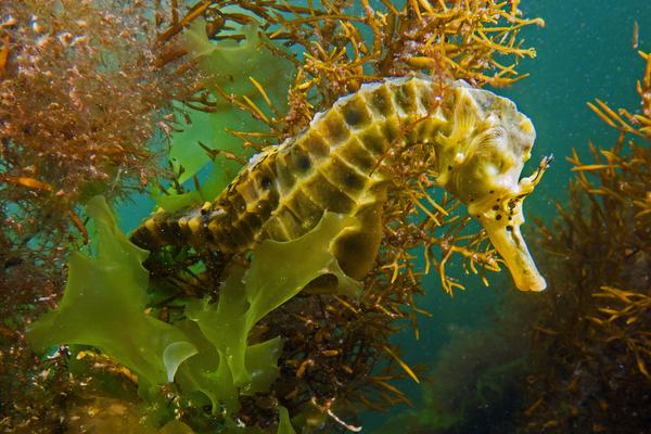 Potbelly Seahorse, Hippocampus bleekeri