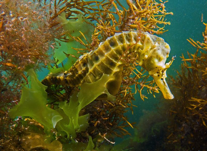 Potbelly Seahorse, Hippocampus bleekeri