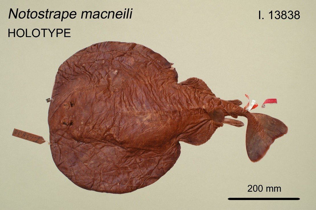 Holotype I.13838, Short-tail Torpedo Ray, <i>Tetronarce nobiliana</i>.