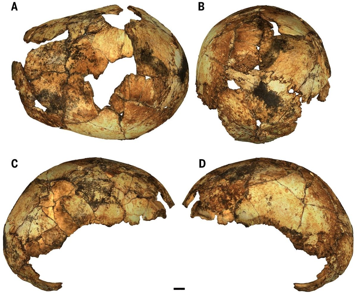 Homo_erectus_neurocranium.