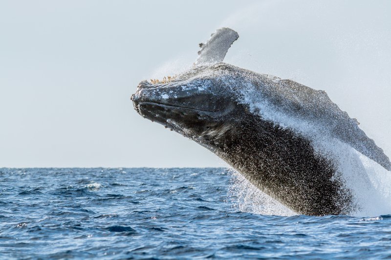 Humpback Whale, Megaptera novaeangliae
