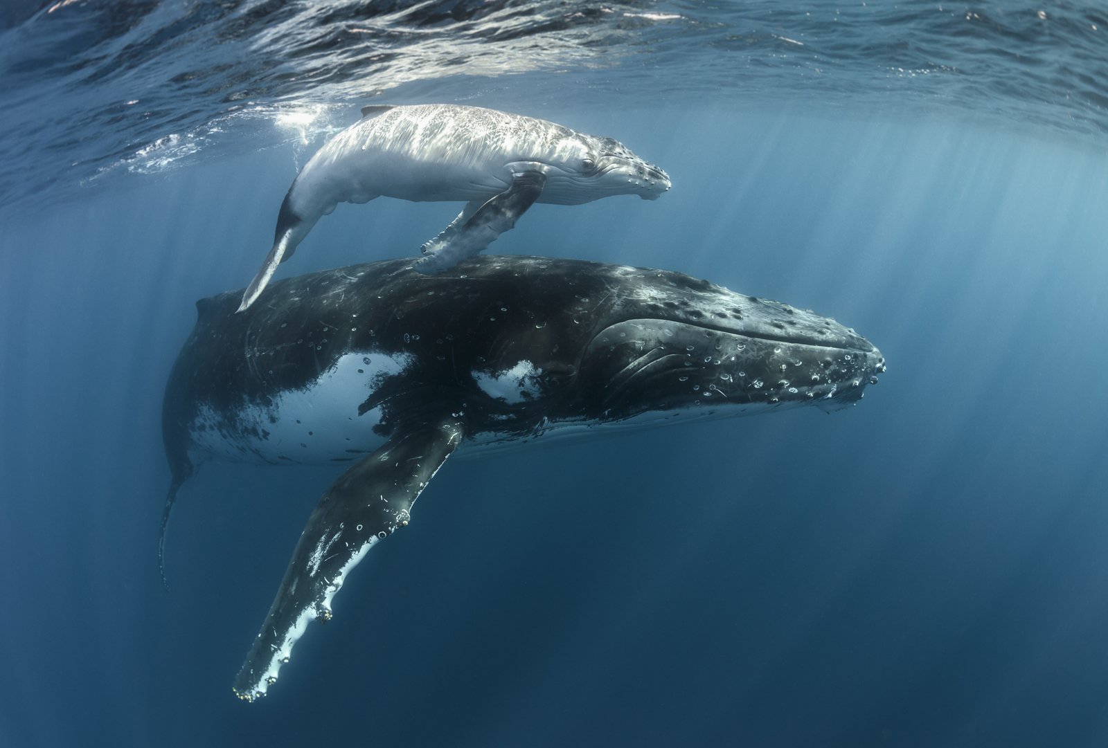 Humpback Whale with calf, Megaptera novaeangliae