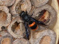 Common Wasp-mimic Bee