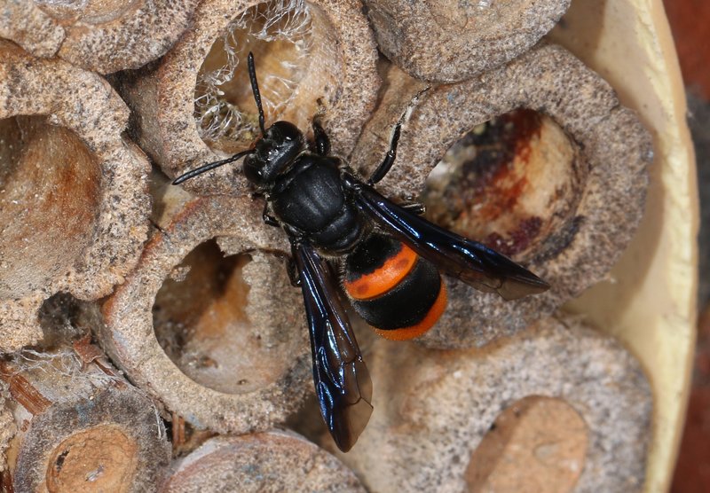 Common Wasp-mimic Bee