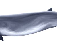 Southern Bottlenose Whale, Hyperoodon planifrons