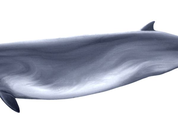 Southern Bottlenose Whale, Hyperoodon planifrons
