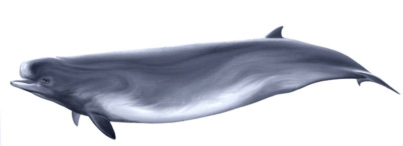 Southern Bottlenose Whale, Hyperoodon planifrons
