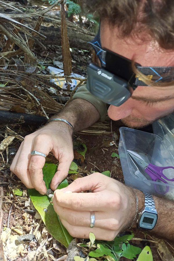 COILS team reintroducing land snails on Norfolk Island.