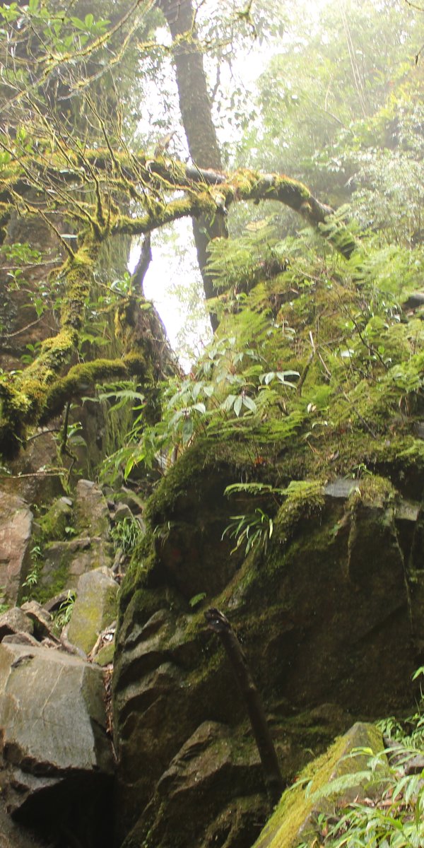 Fieldwork in the Hoang Lien Range