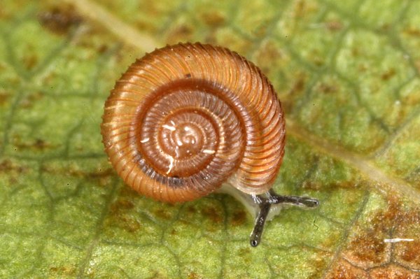 Norfolk Island land snail, Penescosta mathewsi