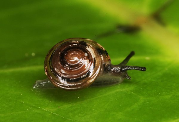 Iredaleoconcha inopina.