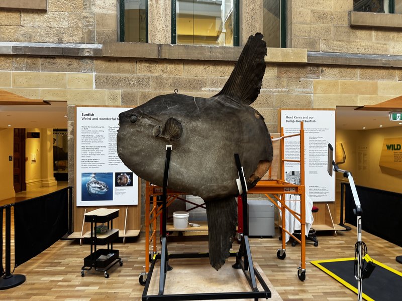 A large preserved bump-head sunfish specimen mounted on a scaffold frame undergoing conservation.