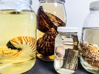 AM collection of molluscs